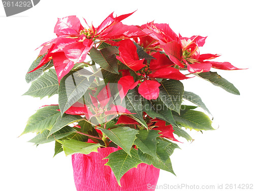 Image of Poinsettia