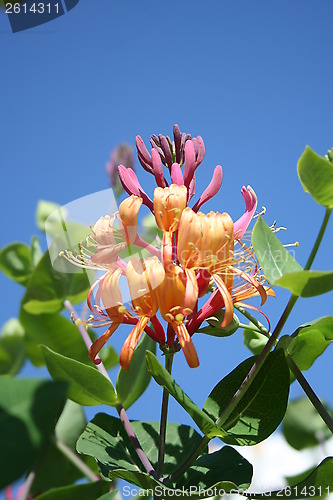 Image of Lonicera Heckrotti