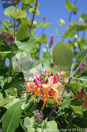 Image of Lonicera Heckrotti