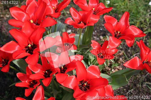 Image of Tulips