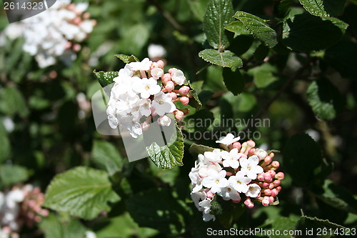 Image of Olvon bush with flowers