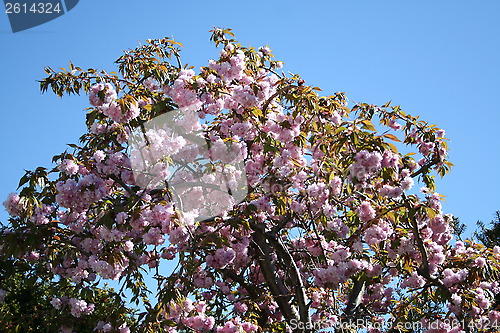 Image of Japanese cherry tree