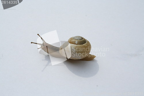 Image of Snail