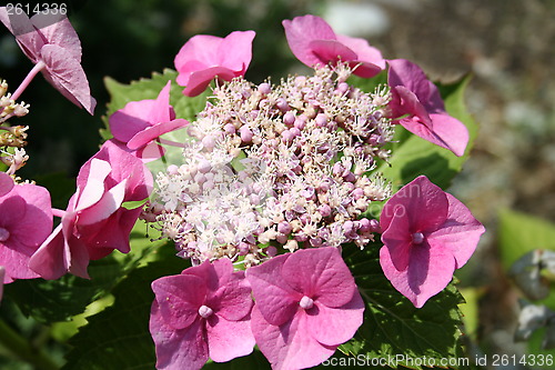 Image of Hydrangea