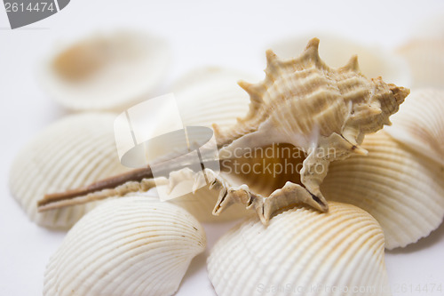 Image of Seashells