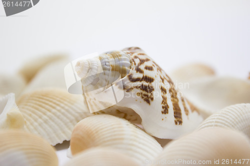 Image of Seashells