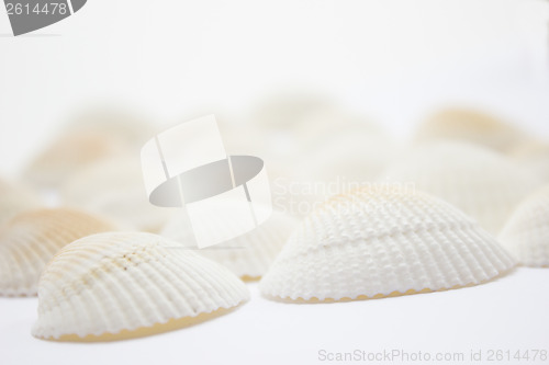 Image of Seashells