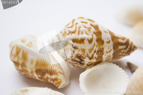 Image of Seashells