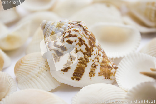 Image of Seashells