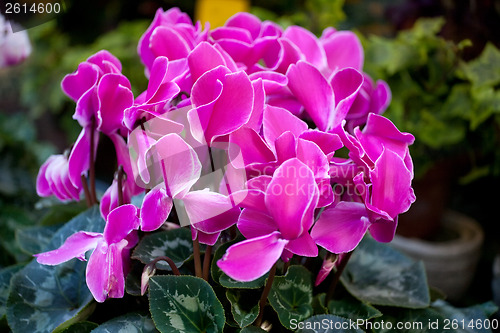 Image of cyclamen