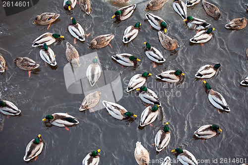 Image of ducks