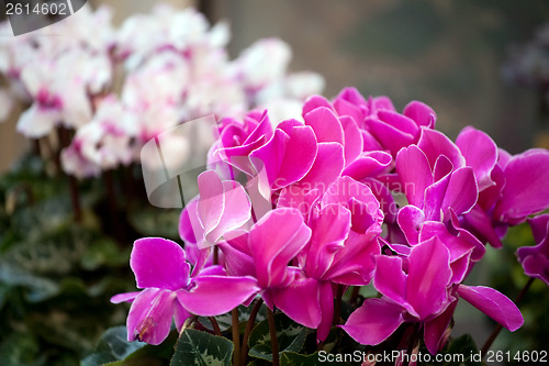 Image of cyclamen