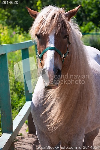 Image of Horse