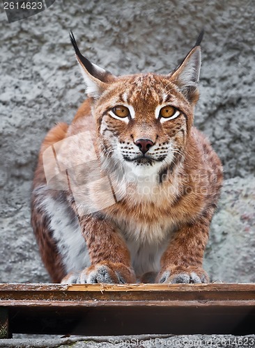 Image of Lynx