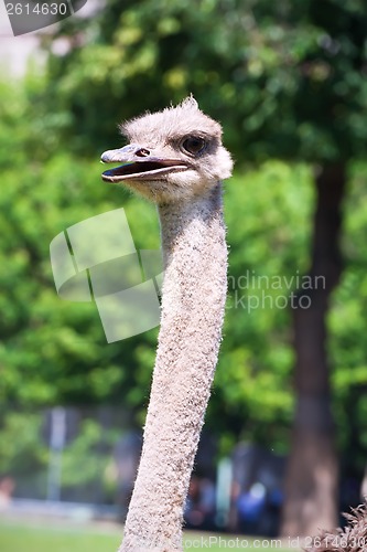 Image of Ostrich