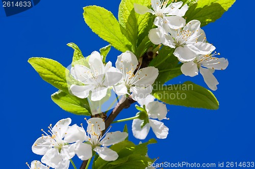 Image of Apple flowers