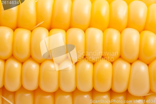 Image of Corn