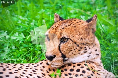 Image of Cheetah