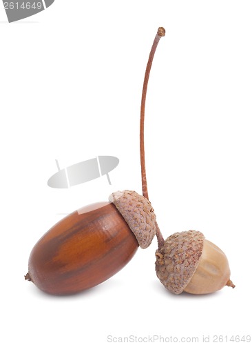Image of Acorn