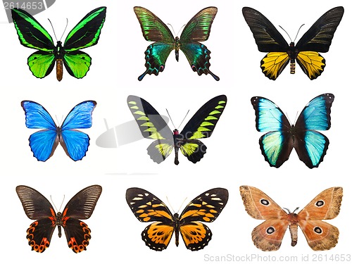 Image of Tropical butterflies