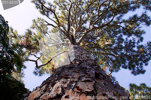 Image of majestic pine tree