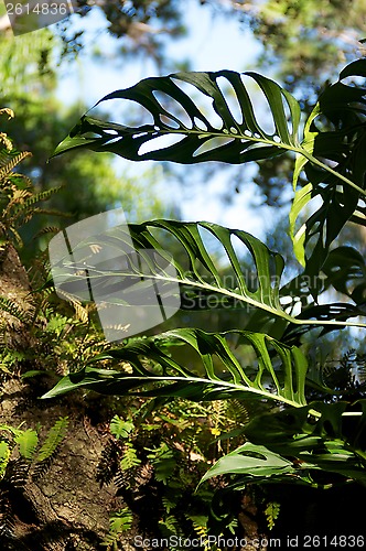 Image of swiss cheese plant