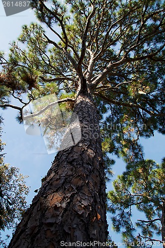 Image of tall majestic pine tree