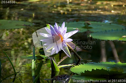 Image of water lily with dragonfly