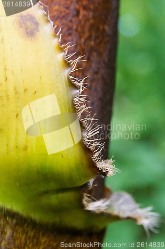 Image of young bamboo abstract