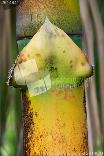 Image of young bamboo point