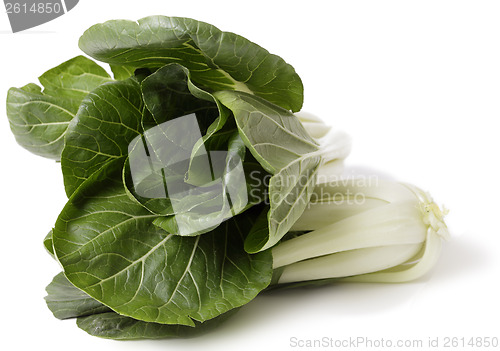 Image of Bok Choi over white