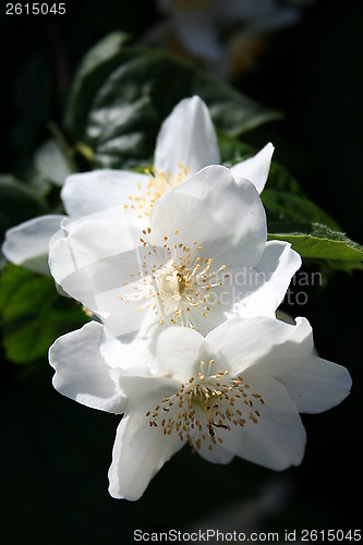 Image of Jasmine flowers
