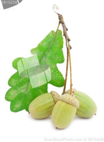 Image of Acorn