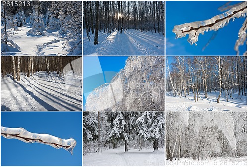 Image of Winter forest