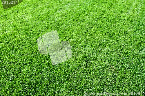 Image of Green grass