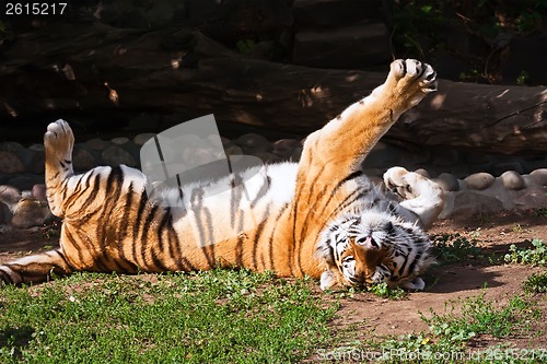 Image of Tiger