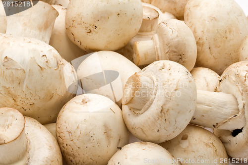 Image of Champignon mushrooms