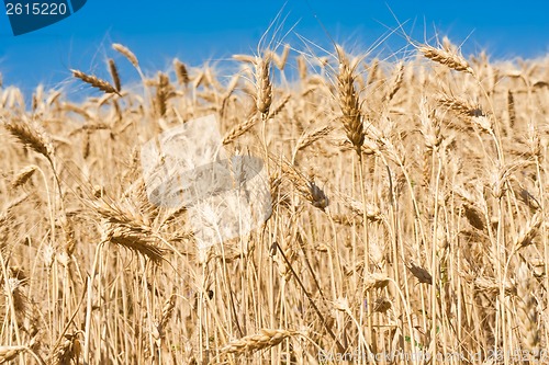 Image of Wheat field