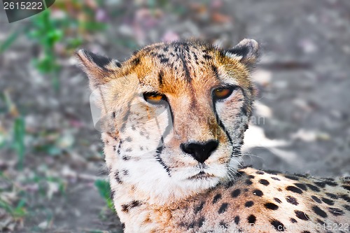 Image of Cheetah