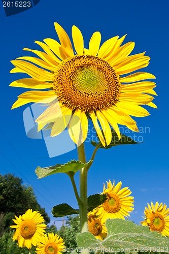 Image of Sunflower