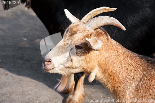 Image of Goat