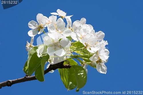 Image of Apple flowers
