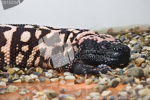 Image of Gila monster