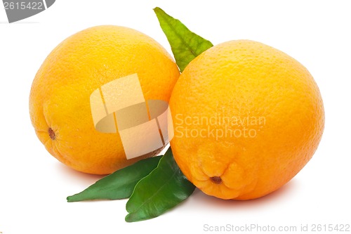 Image of Orange