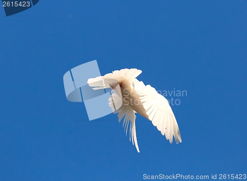 Image of White pigeon