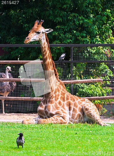 Image of Giraffe