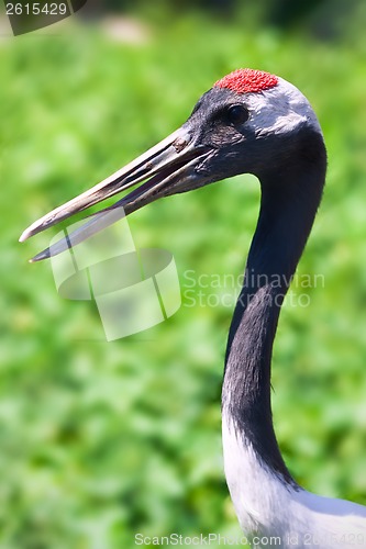 Image of Red-crowned Crane