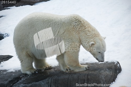 Image of Polar bear