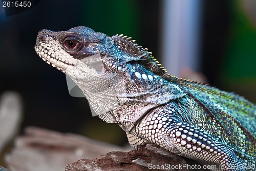 Image of Lizard