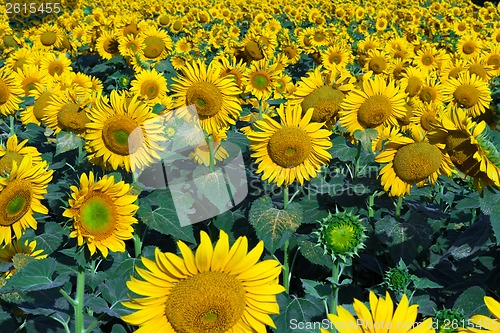 Image of Sunflowers